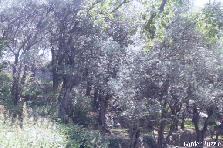 Bukiet - Zima