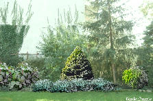 Projekt ogrodu:giardino (projekt prywatny) Projekt ogrodu:Cedrowa 3
