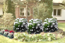 Projekt ogrodu:giardino (projekt prywatny) Projekt ogrodu:Cerdowa 7 hortensje