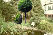 Projekt ogrodu:giardino (projekt prywatny) Projekt ogrodu:Cedrowa 9 głóg