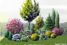 Projekt ogrodu: Projekt ogrodu:kompozycja z magnolią