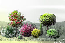 Projekt ogrodu:nasadzenia naturalistyczne Projekt ogrodu:ściana lewa